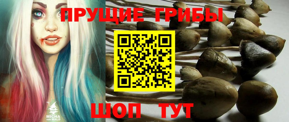 Галлюциногенные грибы Cubensis  Галлюциногенные грибы Psilocybine cubensis  Дивногорск  Вход с VPN 